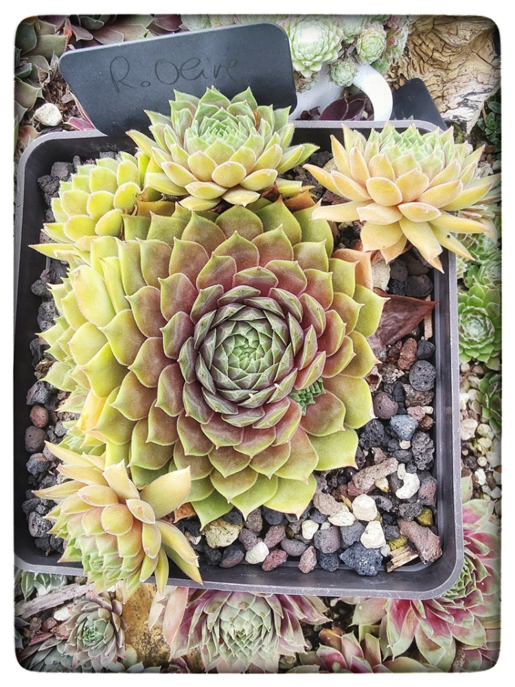 Rosenzobels Olive