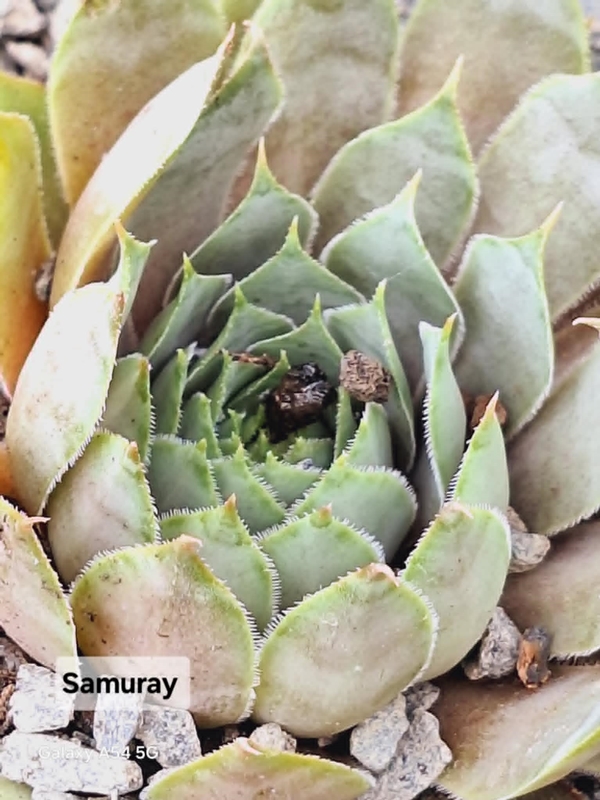 Samuray (NNG)