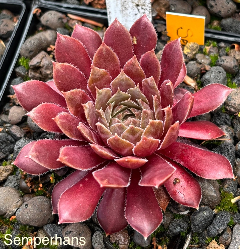 Semperhans