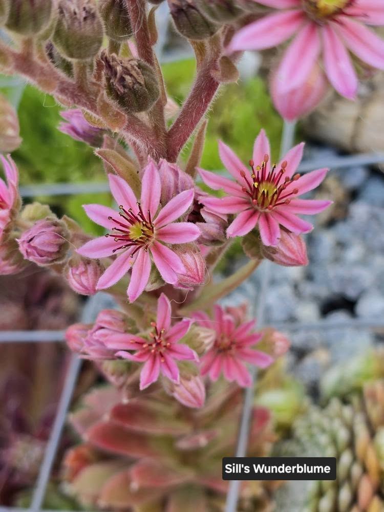 Sill's Wunderblume