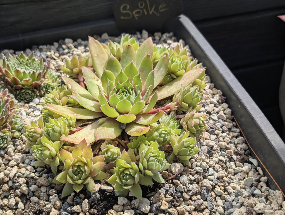 Spike (NNG25)