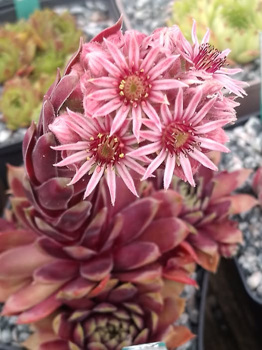 Starburst