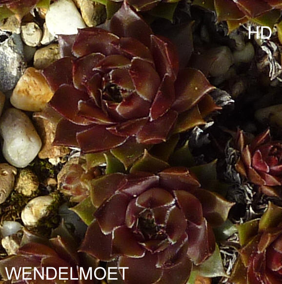 Wendelmoet