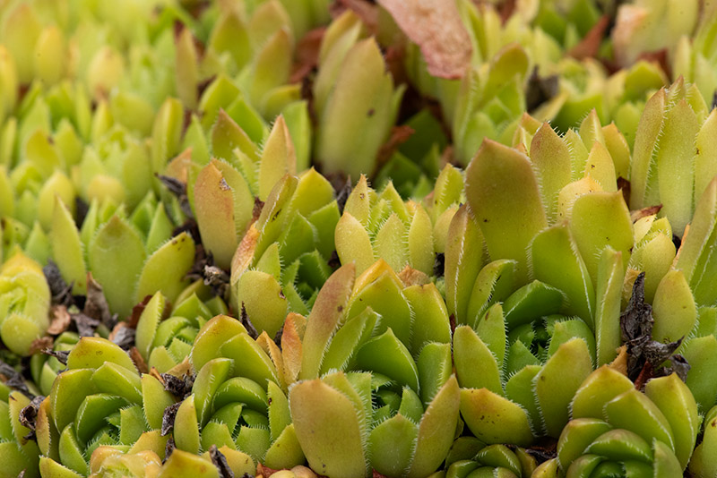 staintonii x S. sp. from Kloster Porta, SW