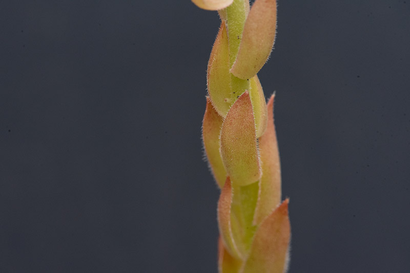 staintonii x S. sp. from Kloster Porta, SW