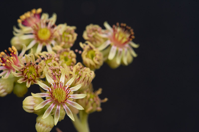staintonii x S. sp. from Kloster Porta, SW