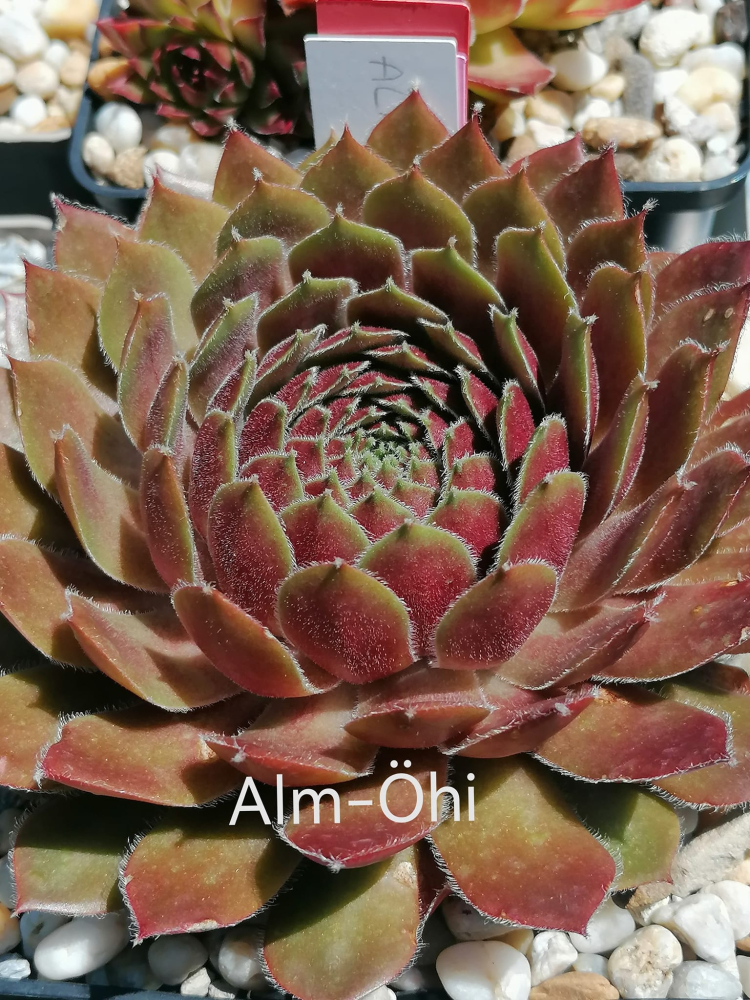 Alm-Öhi