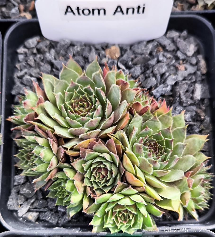 Atom Anti