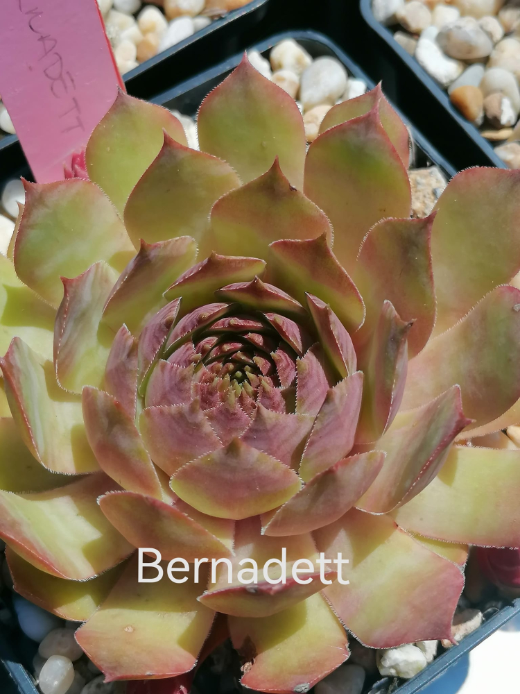 Bernadett