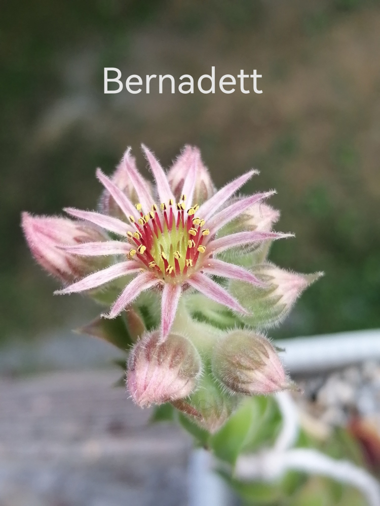 Bernadett_Blüte