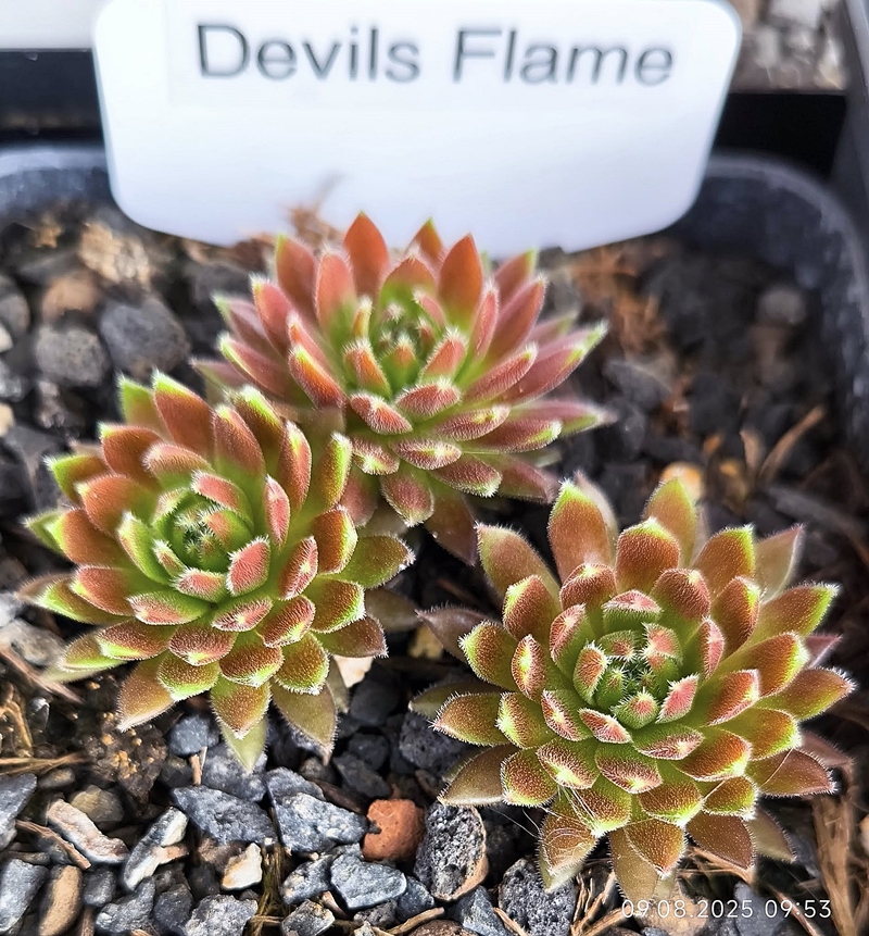 Devils Flame (NNG24)