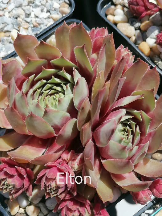 Elton