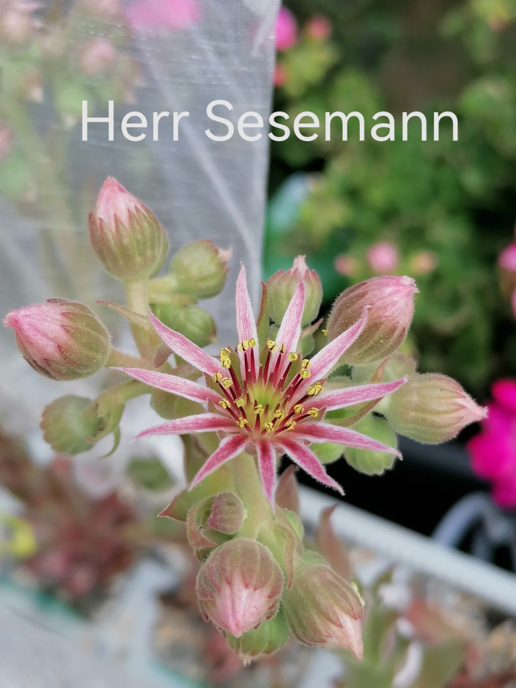 Herr Sesemann_Blüte