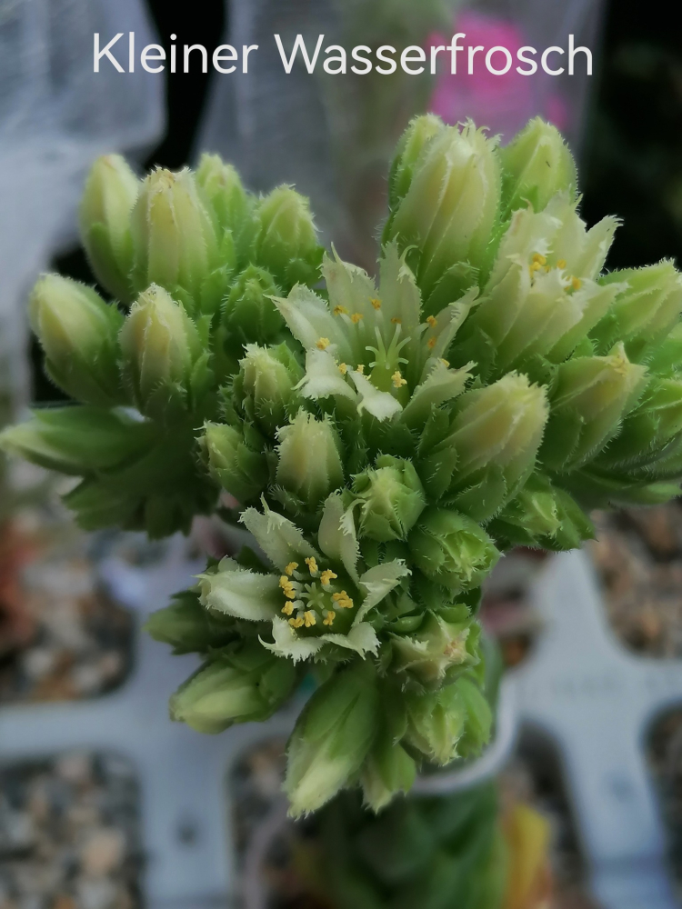 Kleiner Wasserfrosch_Jovi_Blüte