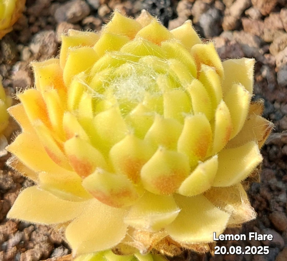 Lemon Flare©