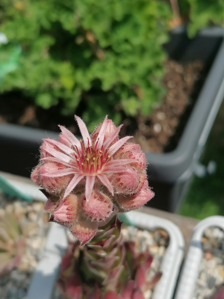 Ochsenfrosch_Blüte