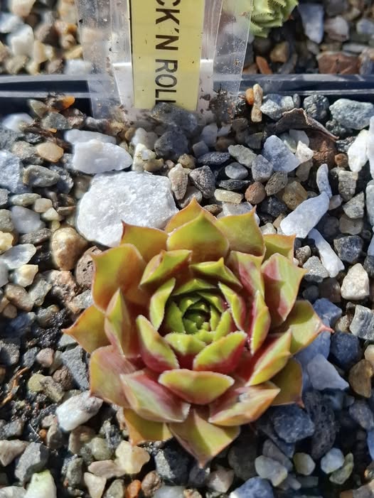 Queen of Rock´n Roll (NNG)