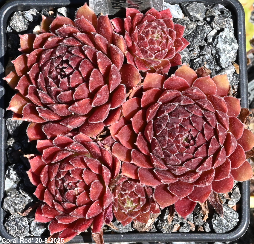 Coral Red®