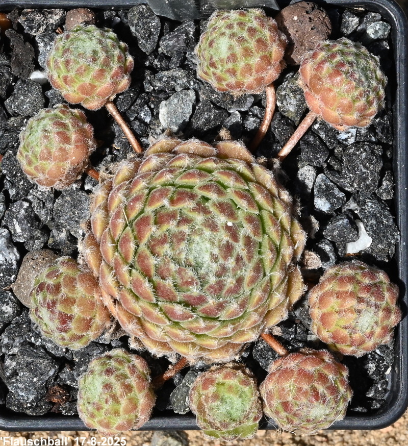 Flauschball