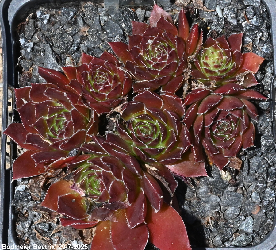 Bodmeier Beatrix / Jovi