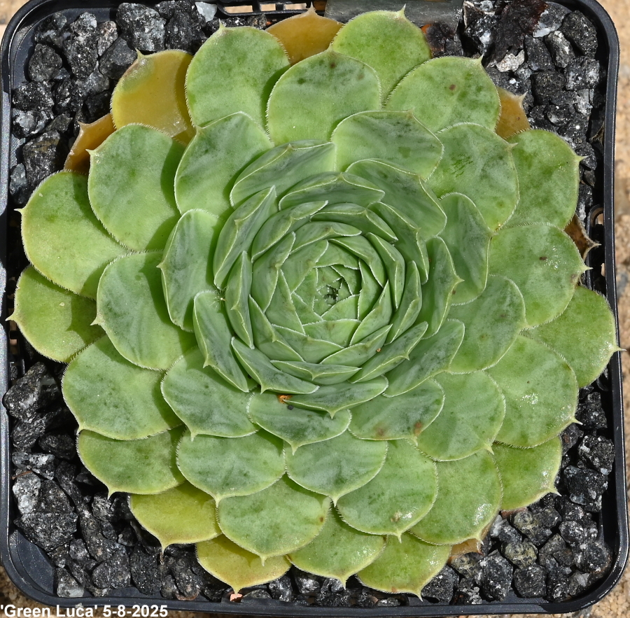 Green Luca / Jovi