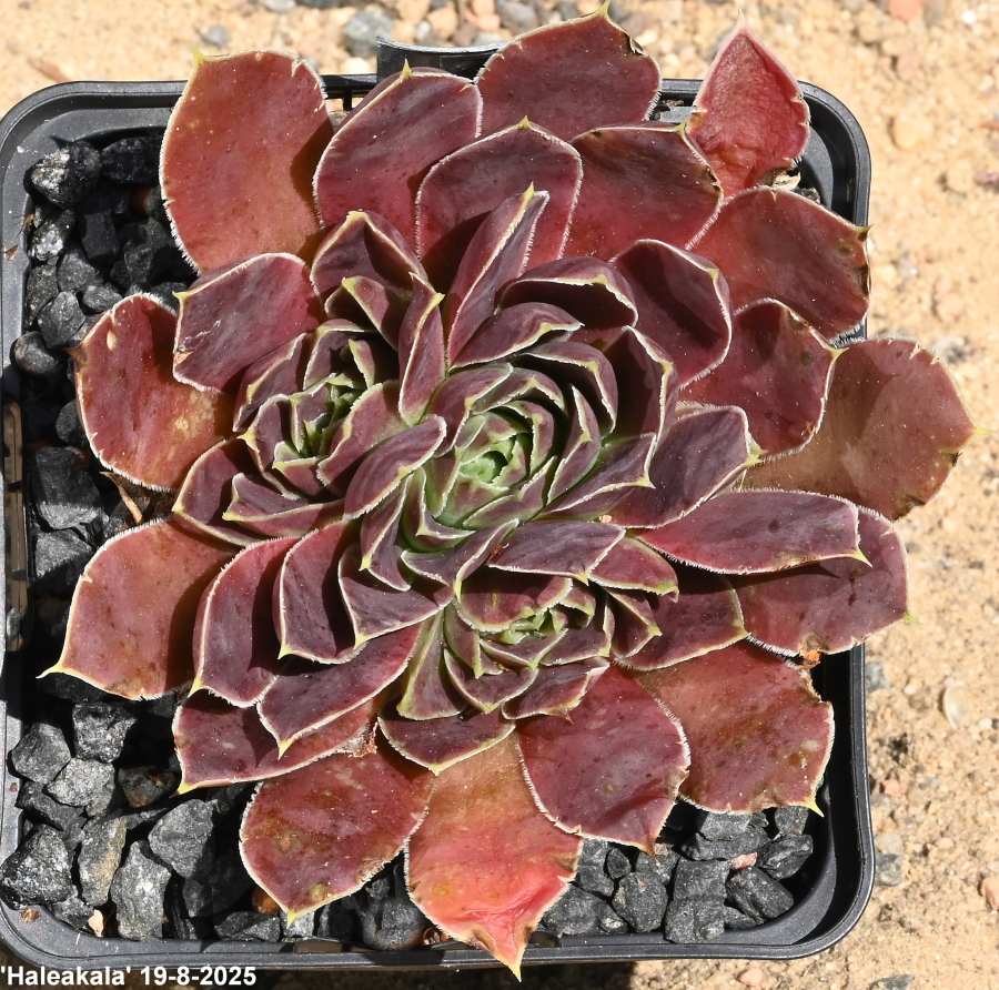 Haleakala / Jovi