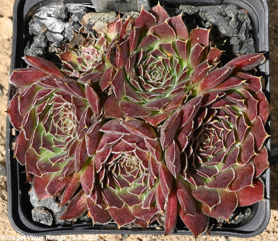 Korspel Vieux Rouge / Jovi