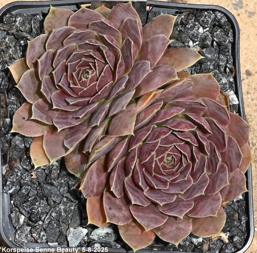 Korspelse Senne Beauty / Jovi