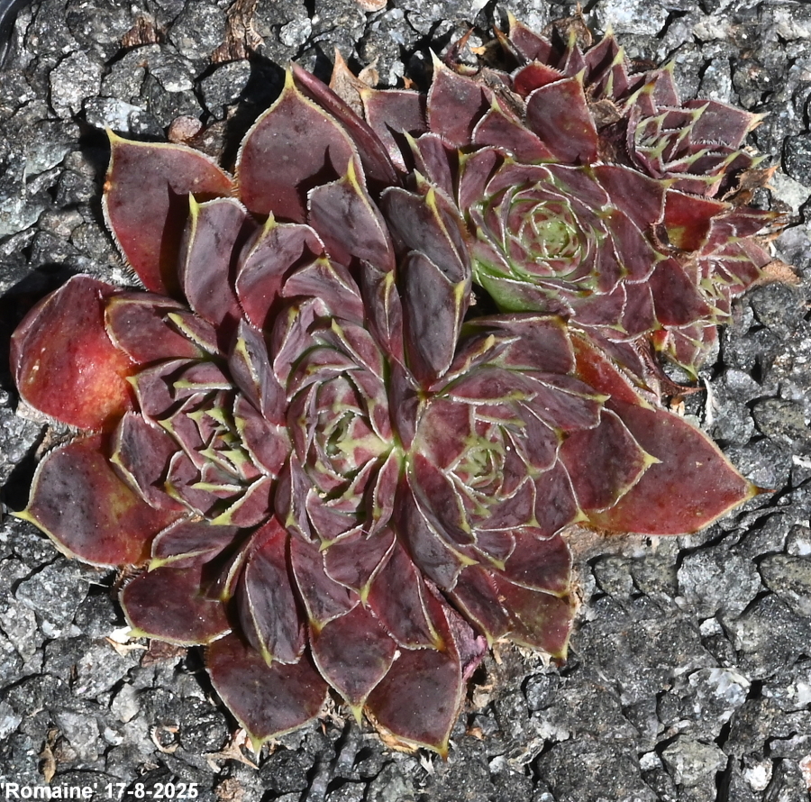 Romaine / Jovi