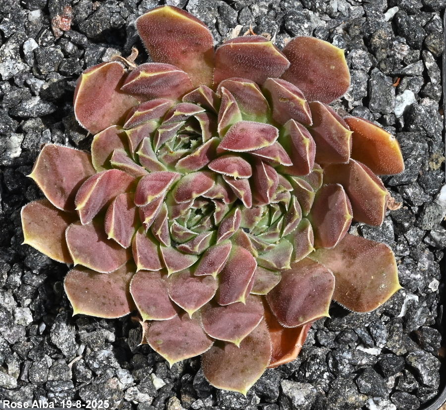 Rose Alba / Jovi