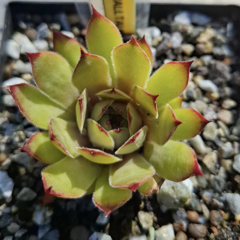 Smalltalk Roxy (NNG)