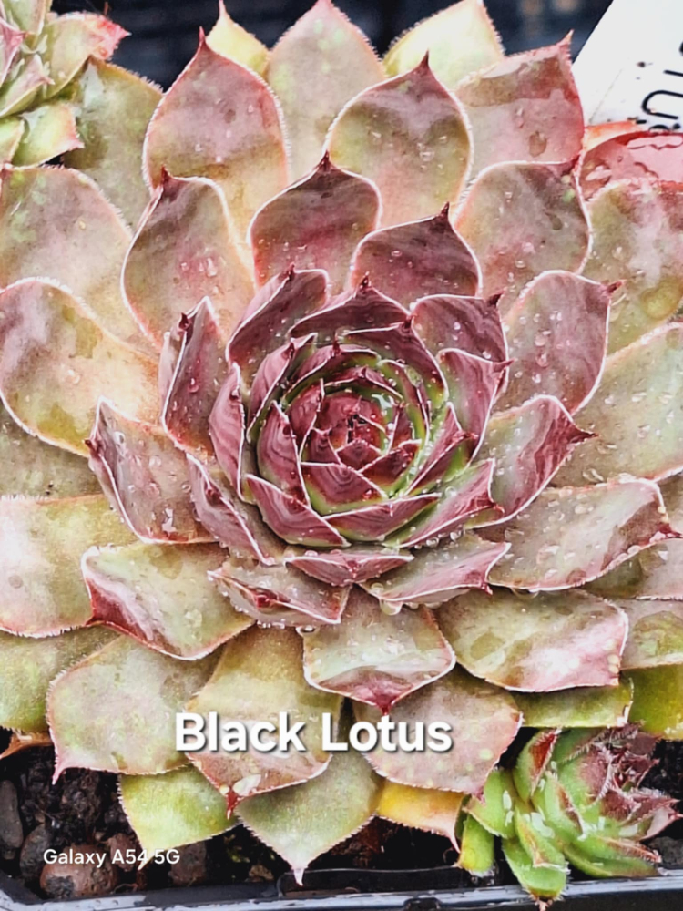 Black Lotus (NNG)