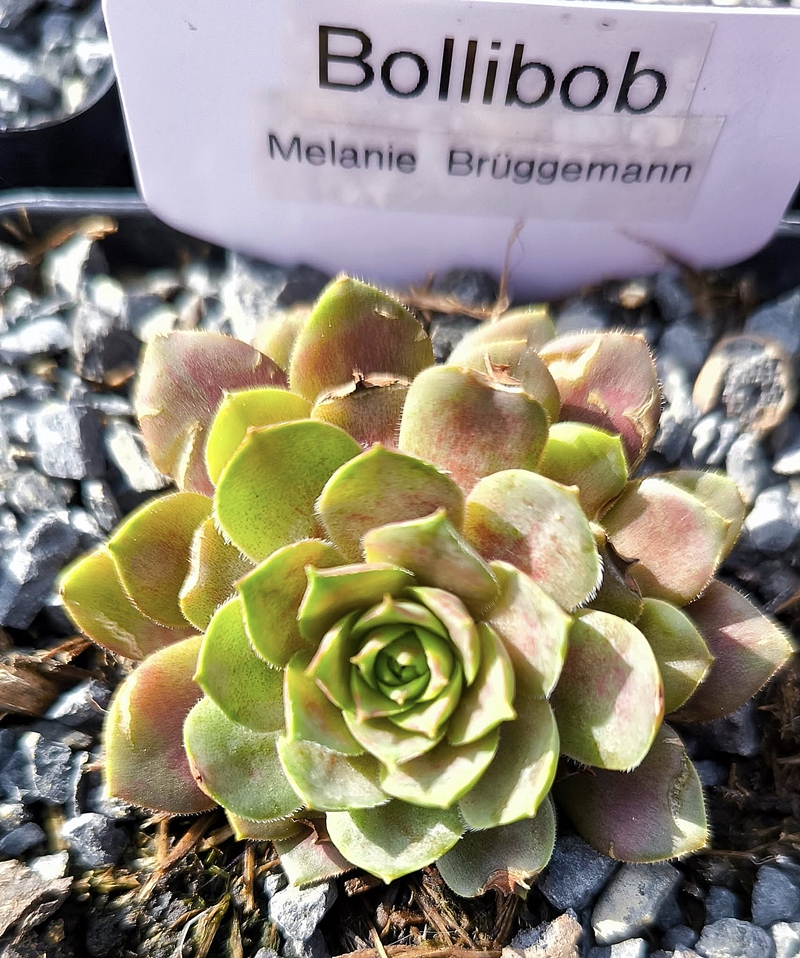Bollibob (NNG25)