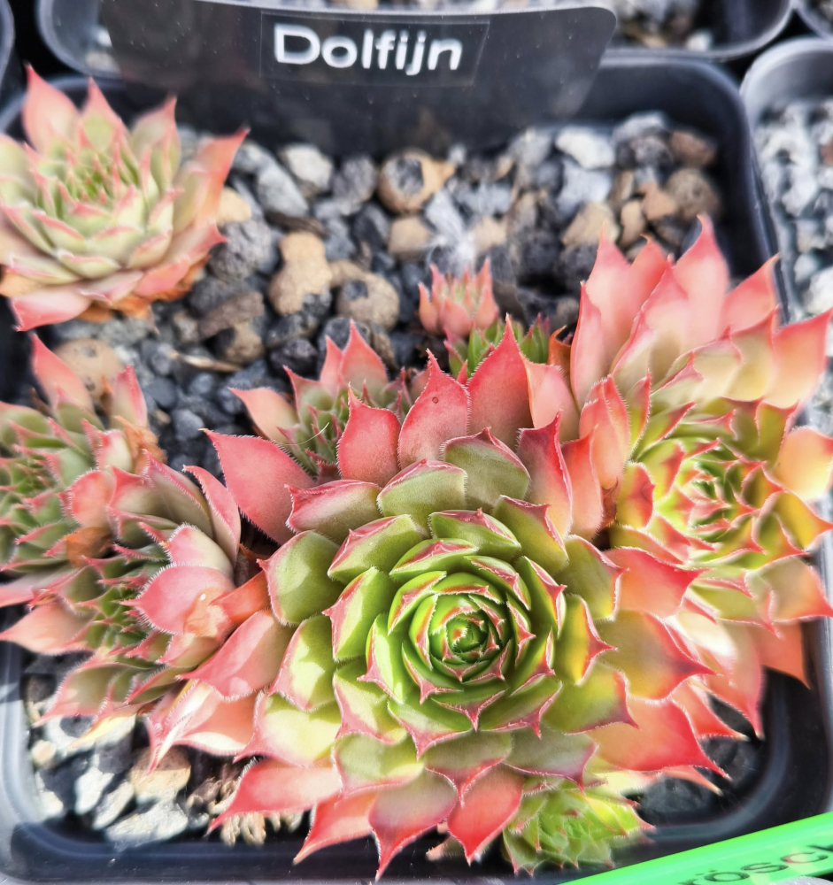 Dolfijn