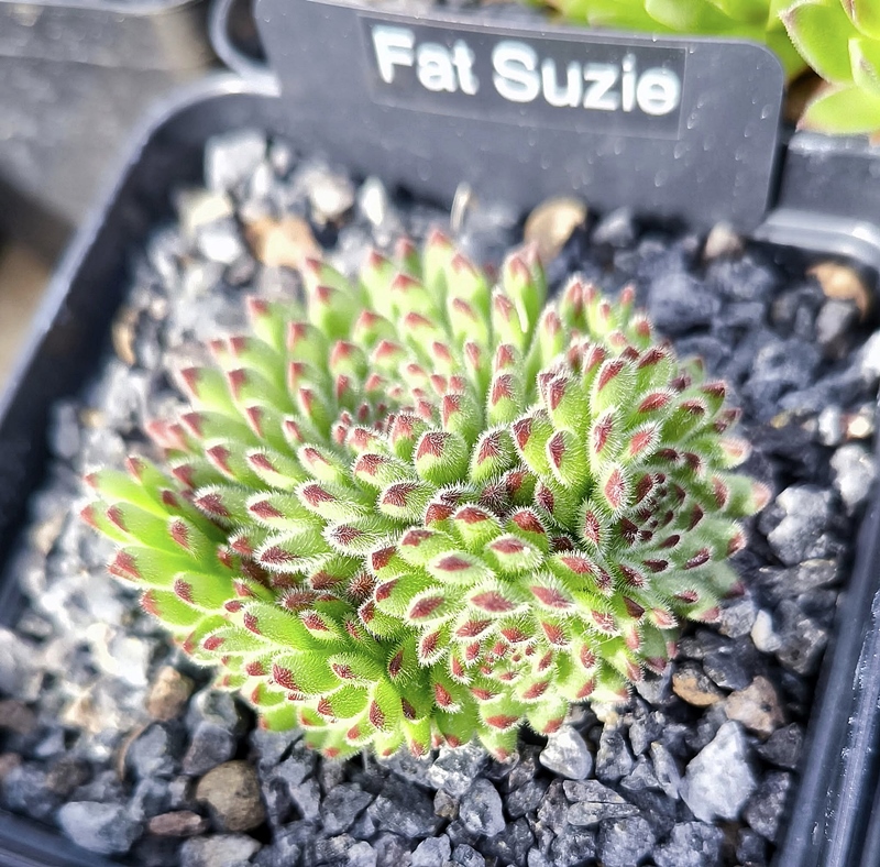 Fat Suzie