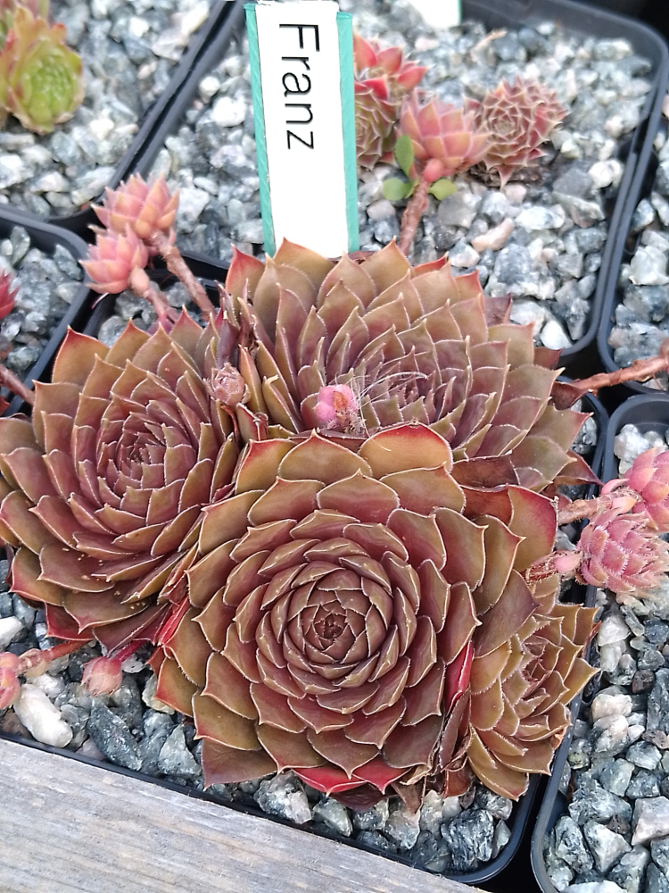 Franz