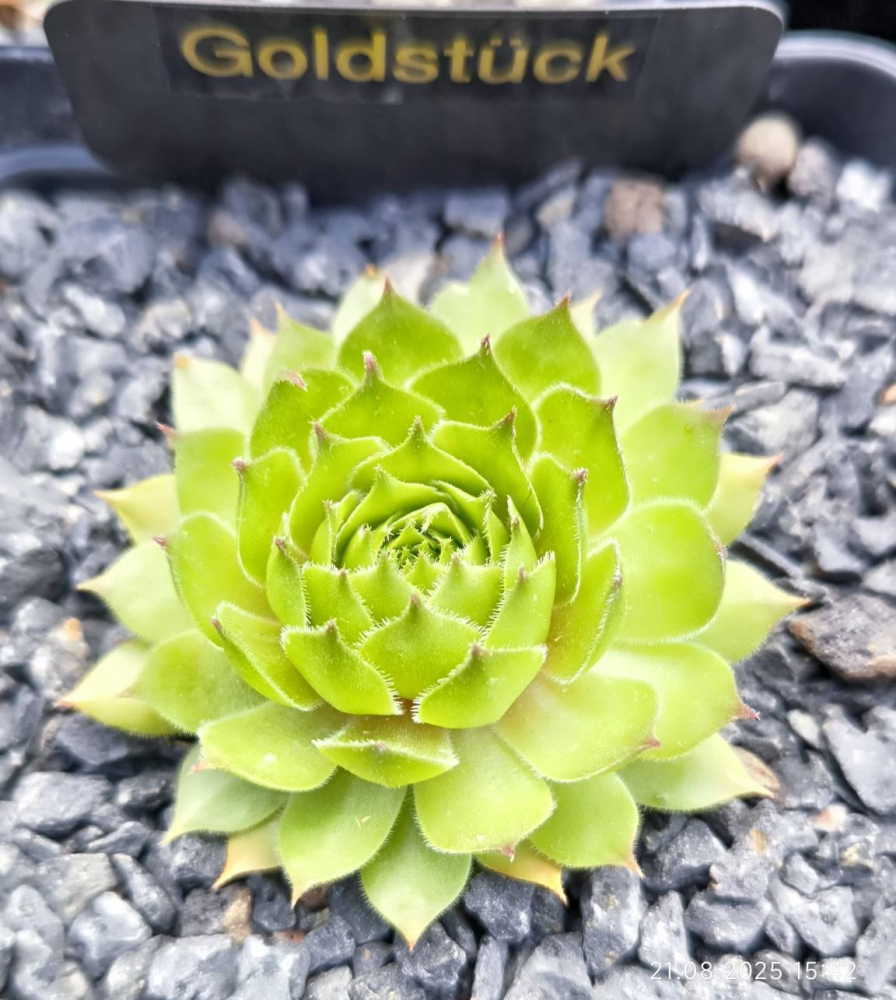 Goldstück