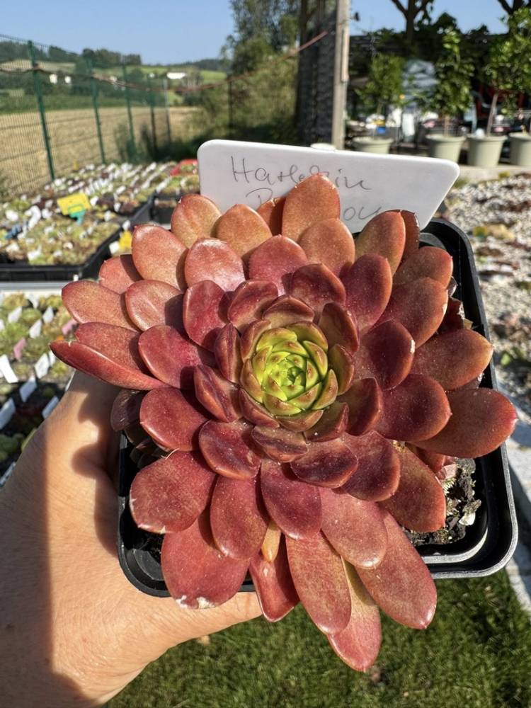 Harlekin Rockoon 