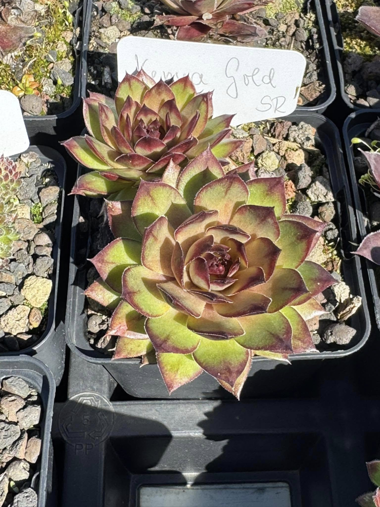 SR Kenya Gold