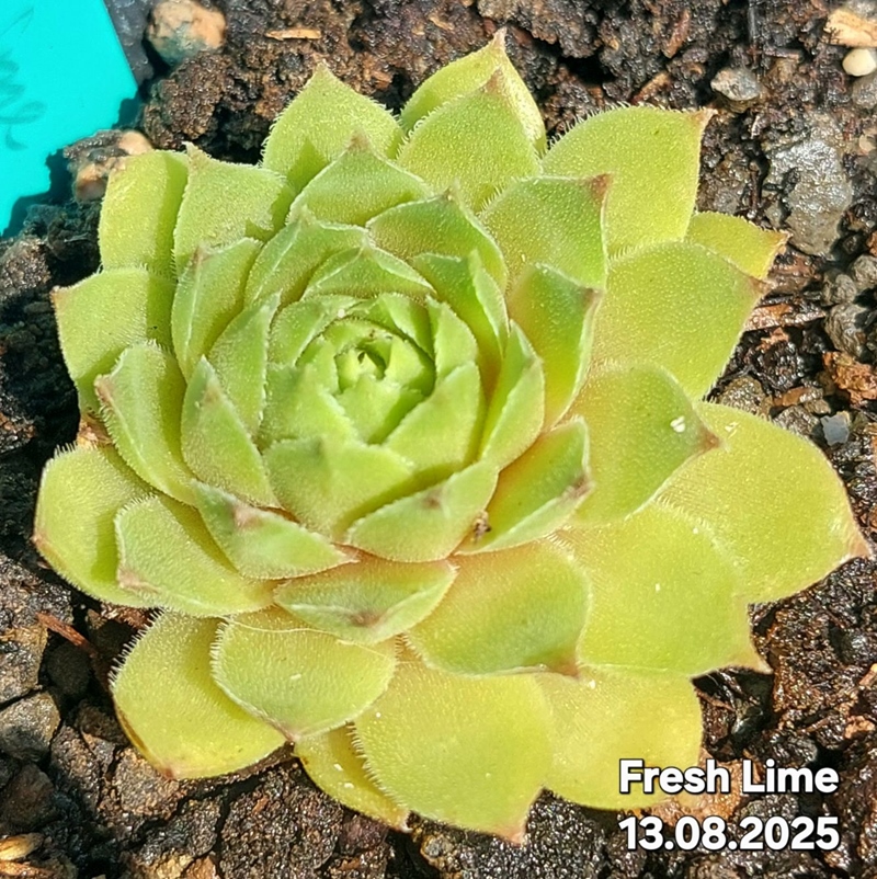 Lime Fresh (NNG24)