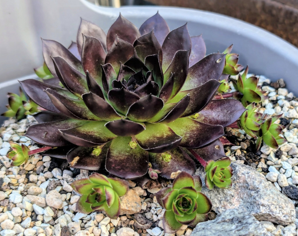 Mephisto