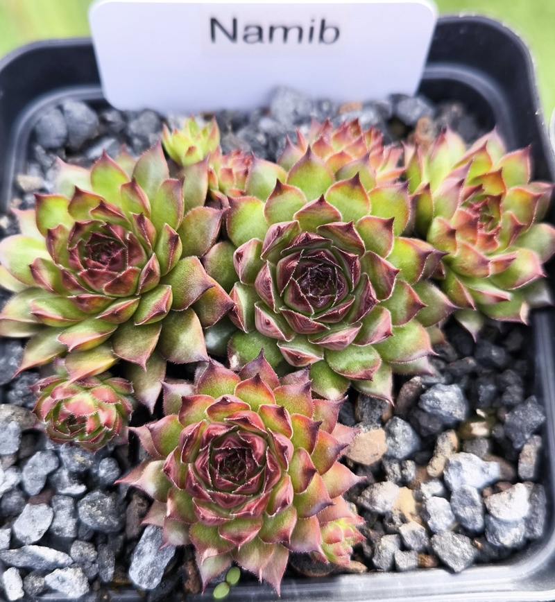 Namib (NG)