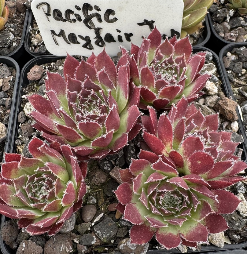 Pacific Mayfair Imp