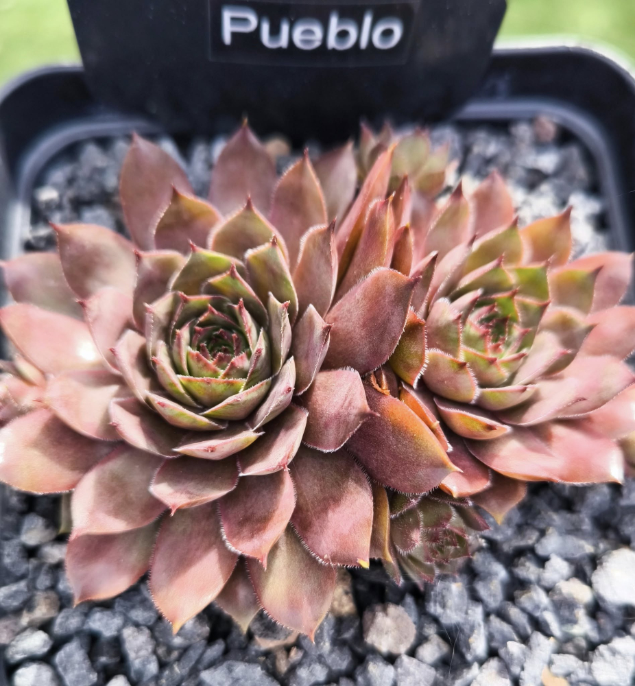 Pueblo