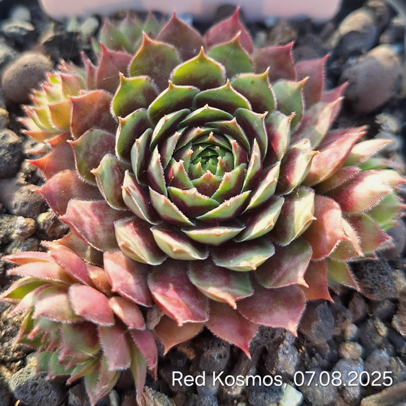 Red Kosmos