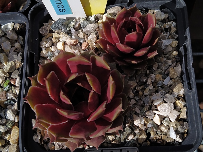Red Kosmos