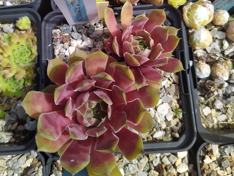 Red Kosmos