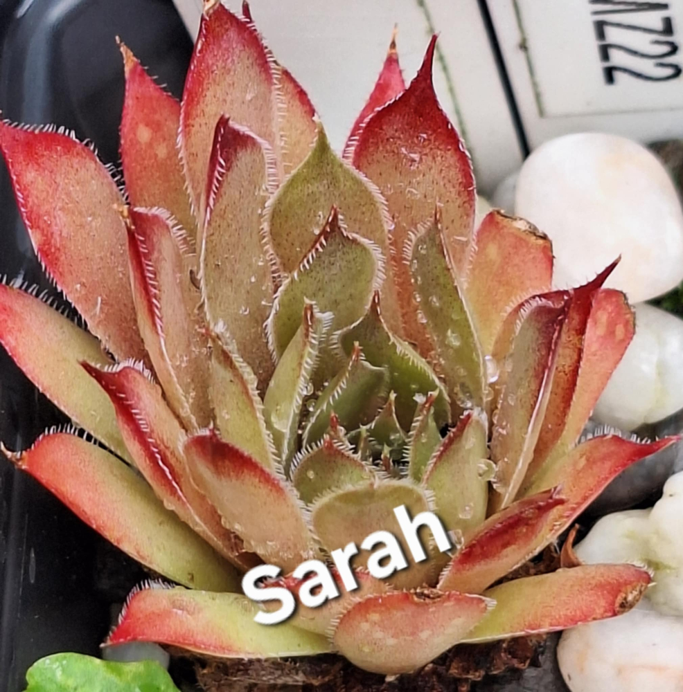 Sarah