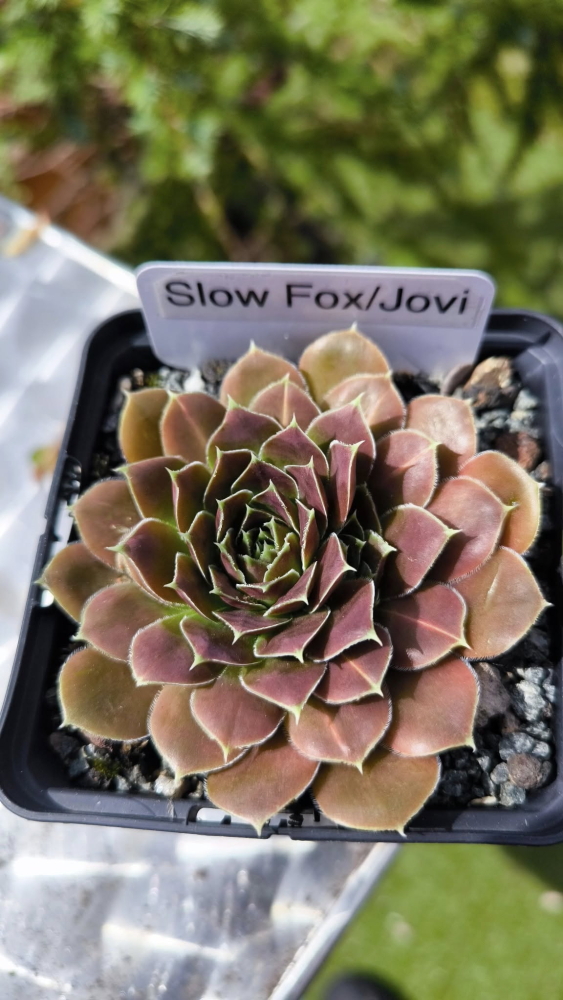 Slow Fox / Jovi