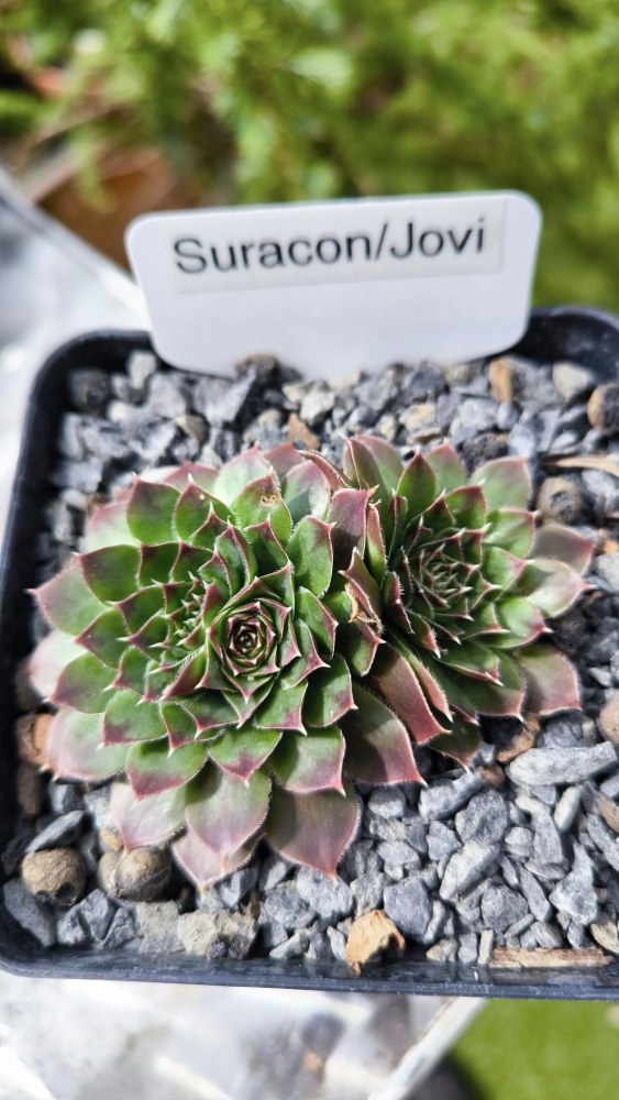 Suracon / Jovi